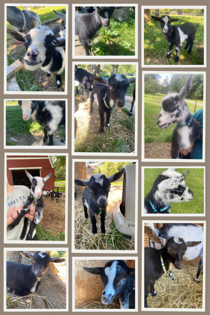Nigerian dwarf goats Ohio