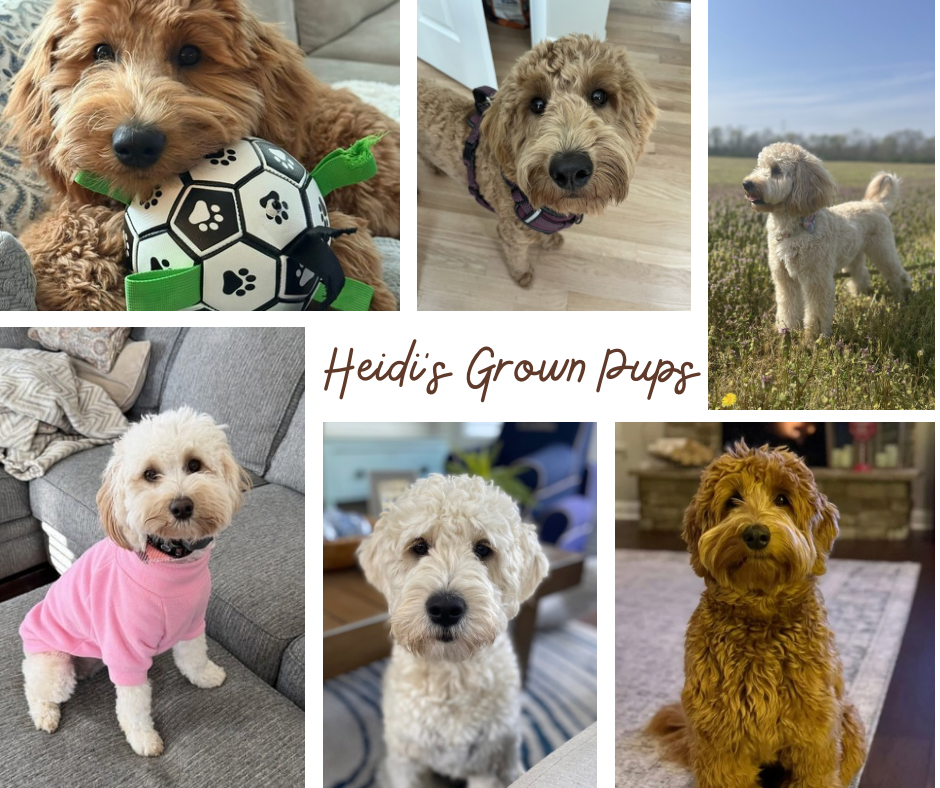 Mini English goldendoodle puppies, multi-generational, f1B, hypoallergenic, Cincinnati, OH. Health tested parents, puppy socialization 