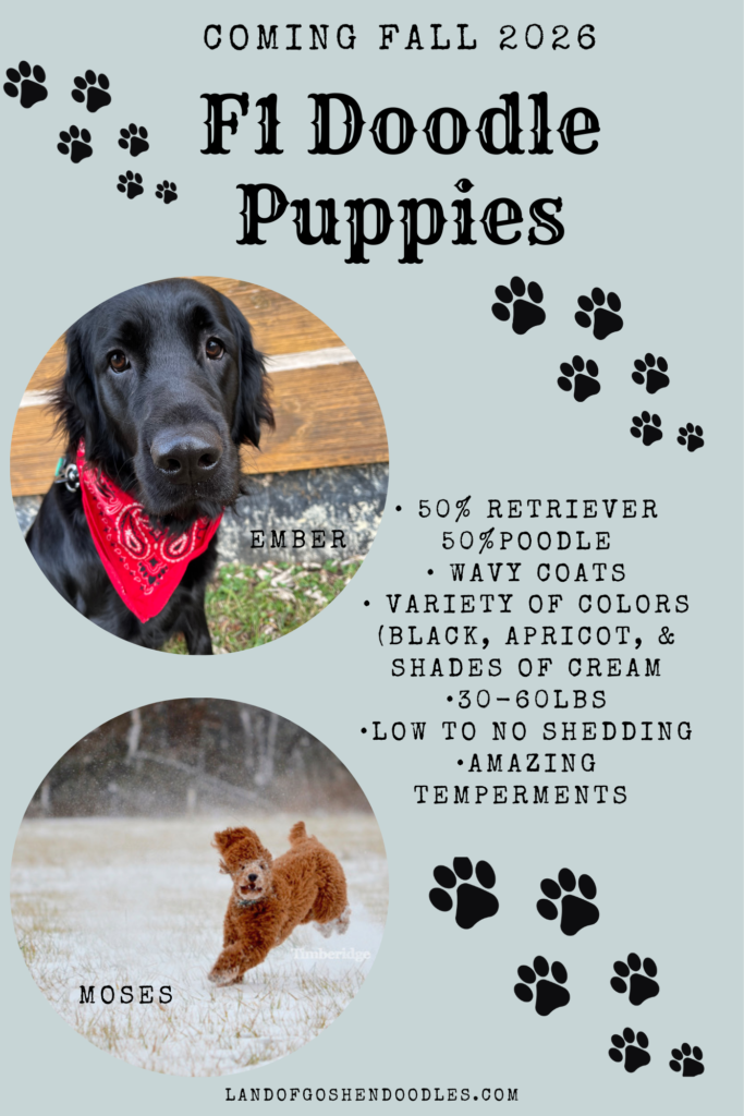 F1 double doodle puppies, English goldendoodles, F1 doodles, Cincinnati, Ohio. Health tested parents