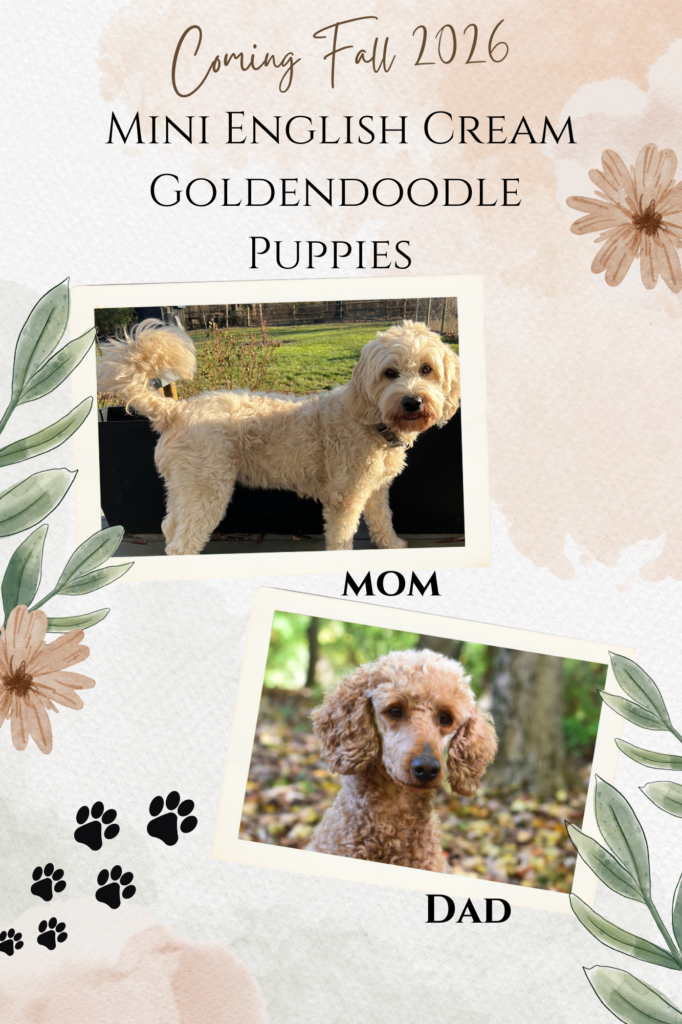 Mini English goldendoodle puppies in Cincinnati, Ohio. Hypoallergenic, health tested parents, puppy training. 