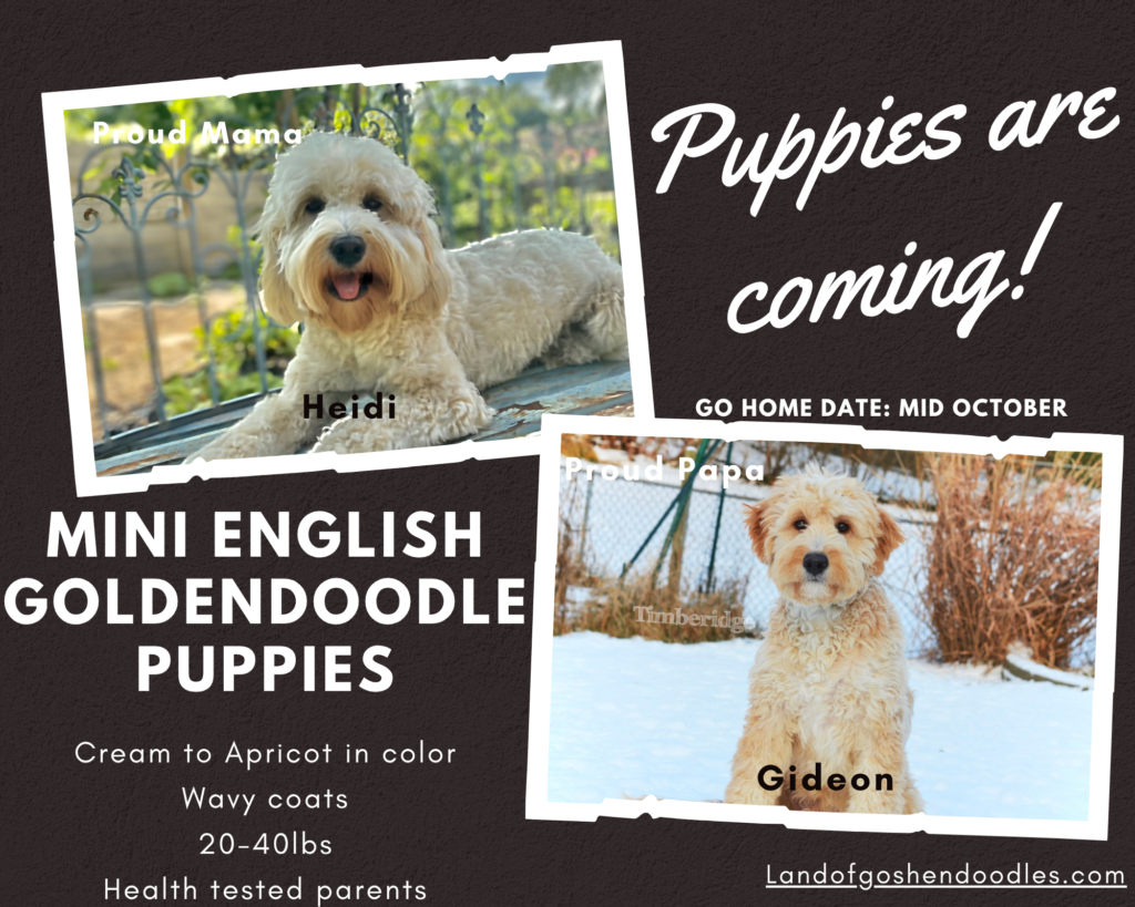 Promotional flyer for upcoming mini English Goldendoodle puppies at Land of Goshen Doodles in Southwest Ohio, featuring photos of parents Heidi and Timberidge's Gideon, listing mid-October go-home dates, cream to apricot wavy coats, and 20-40lbs estimated adult size.