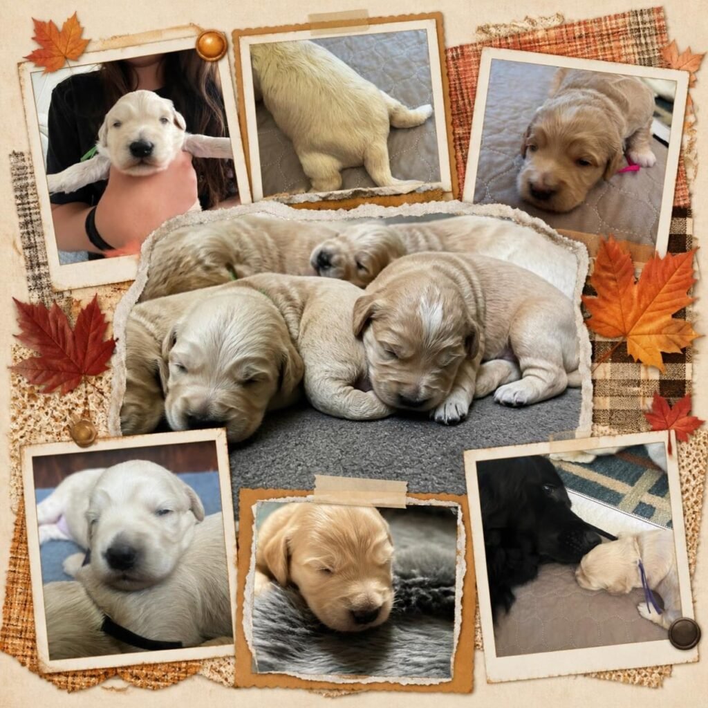 An autumn-themed photo collage featuring Goldendoodle puppies sleeping and exploring, including a torn-paper central photo of puppies napping together surrounded by polaroid snapshots. 