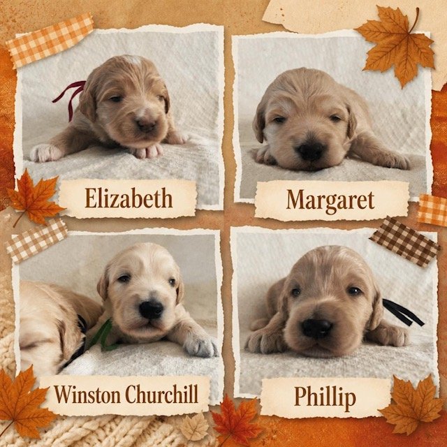 A photo grid featuring four two-week-old English Cream Goldendoodle puppies, individually labeled with  autumn-themed borders as Elizabeth, Margaret, Winston Churchill, and Phillip