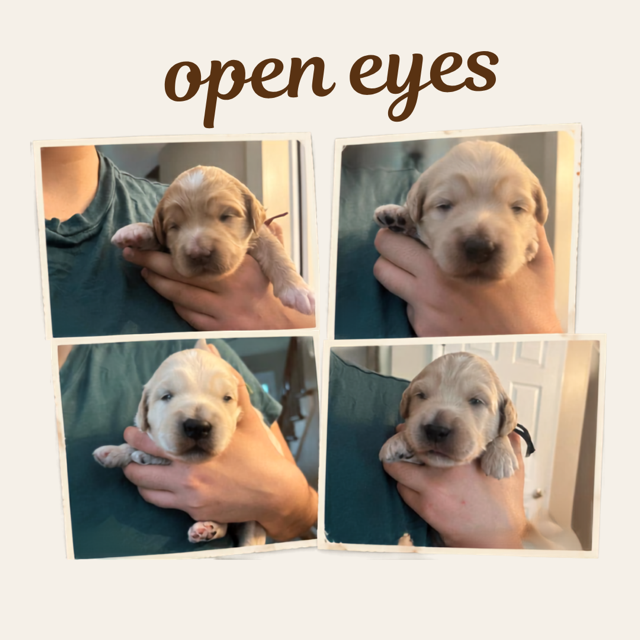 A photo grid titled "open eyes" showing four close-up polaroid snapshots of young goldendoodle puppies being gently held, each opening their eyes for the first time. 
