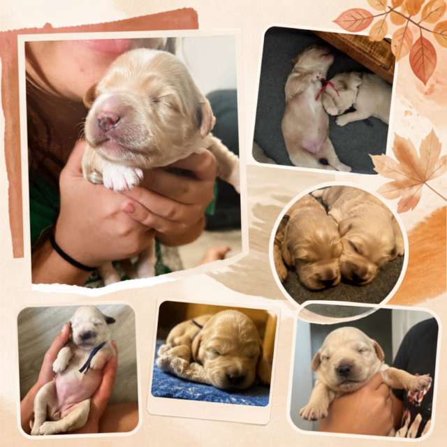 An autumn-themed photo collage showing hands gently holding and cradling newborn Goldendoodle puppies, framed by soft fall leaf accents. 