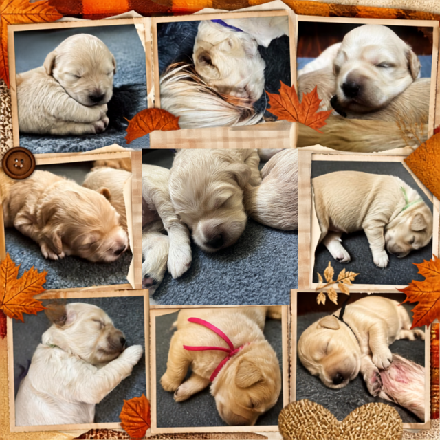 An autumn-themed photo grid of sleeping Goldendoodle puppies in various curled-up poses, decorated with fall leaves and button details. 