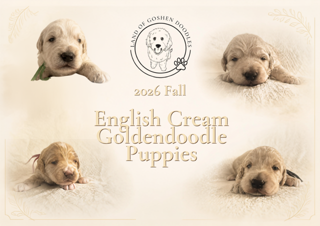 Promotional Graphic for Land of Goshen Doodles featuring four English Cream Goldendoodle puppies surrounding the business logo and text reading "2026 Fall English Cream Goldendoodle Puppies" 