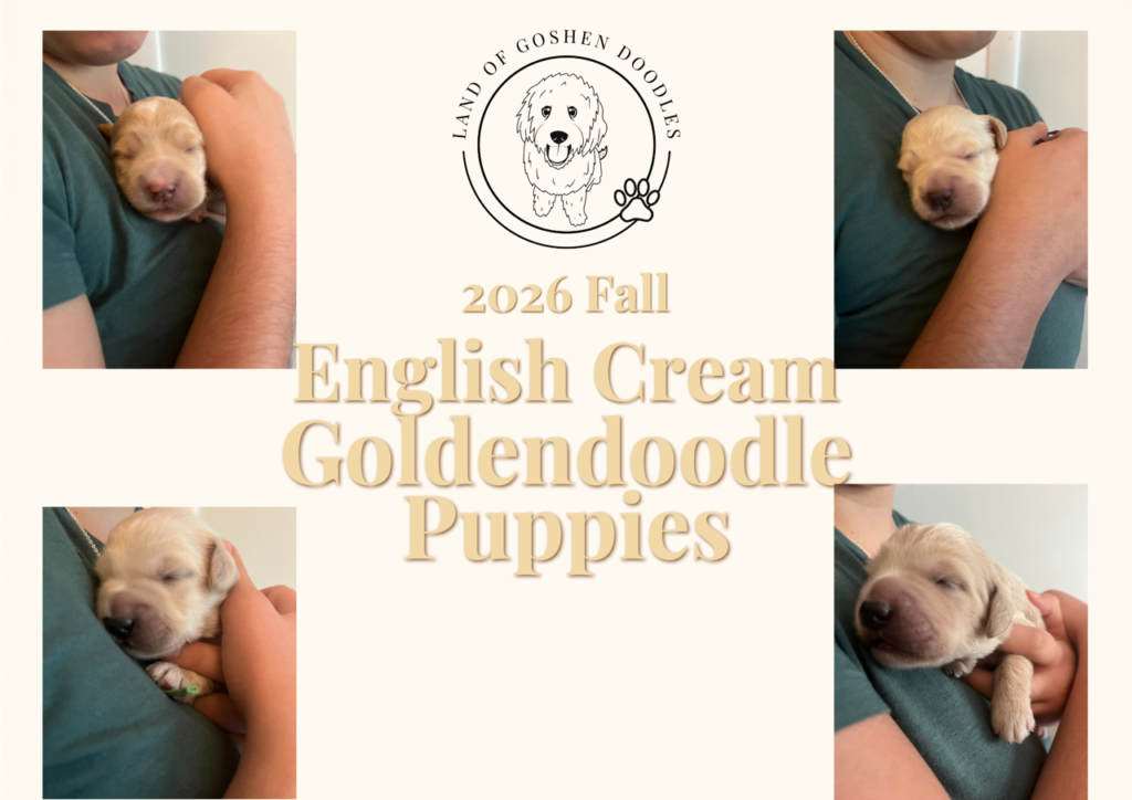 Promotional graphic reading '2026 Fall English Cream Goldendoodle Puppies' featuring the Land of Goshen Doodles logo in Southwest Ohio and four photos of newborn light cream puppies being gently snuggled.