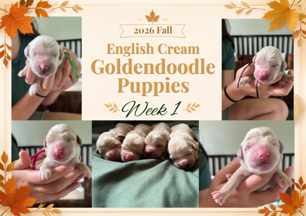 Promotional graphic reading '2026 Fall English Cream Goldendoodle Puppies Week 1' framed by autumn leaves, featuring five photos of newborn light cream puppies at Land of Goshen Doodles in Southwest Ohio.