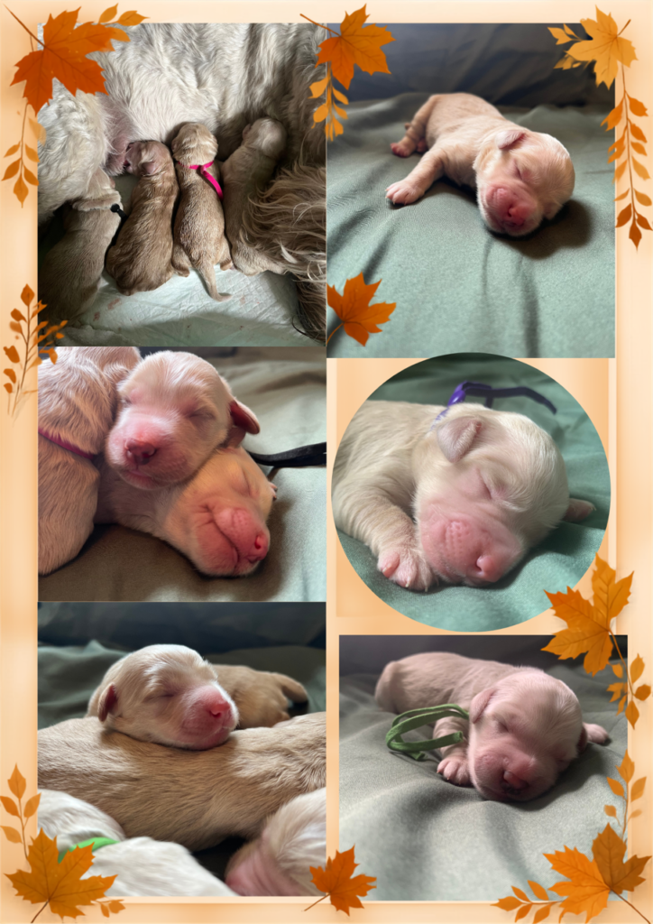 Autumn -themed photo collage of newborn English Cream Goldendoodle puppies nursing and sleeping on green blankets at Land of Goshen Doodles in Southwest Ohio.