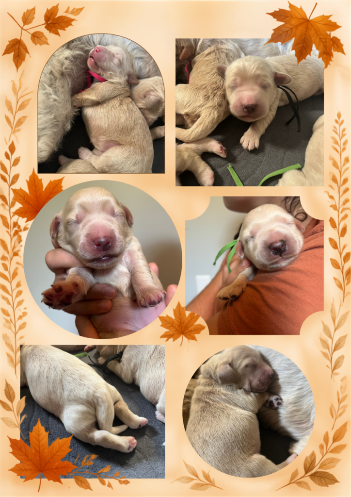 Fall-themed photo collage of newborn mini English Cream Goldendoodle puppies being cuddled and sleeping at Land of Goshen Doodles in Southwest Ohio