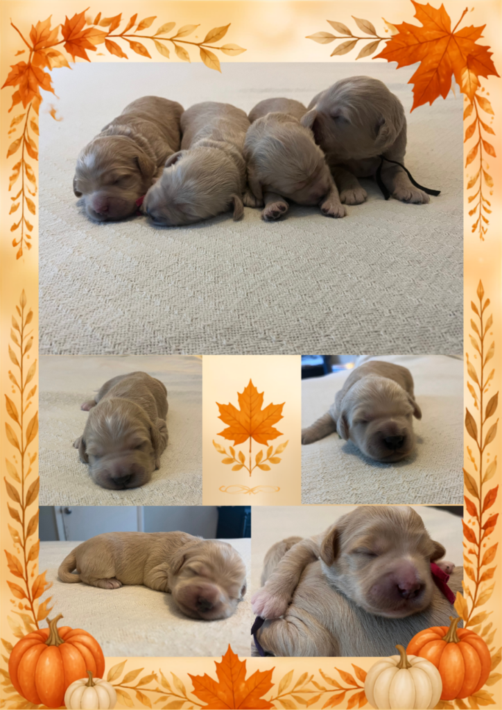 Fall-themed photo collage featuring four newborn mini English Cream Goldendoodle puppies lying together and sleeping on a textured cream blanket at Land of Goshen Doodles in Southwest Ohio. 