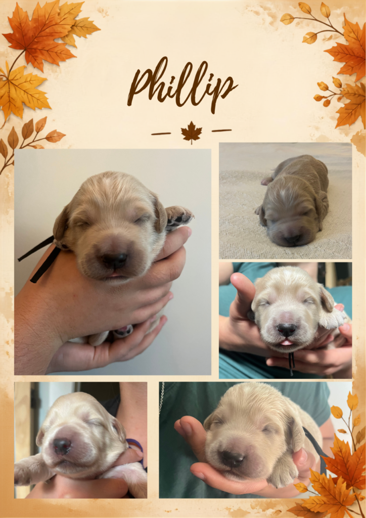 Fall-themed individual photo collage for newborn mini English Cream Goldendoodle puppy Phillip, featuring five photos of her sleeping and being held at Land of Goshen Doodles in Southwest Ohio.