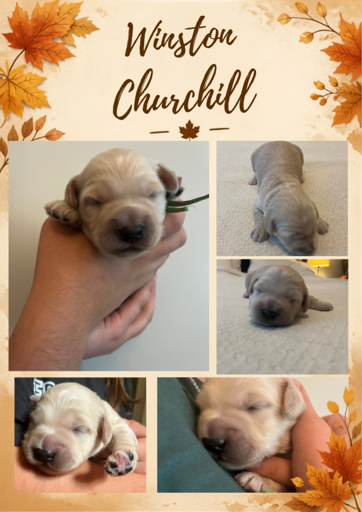 Fall-themed individual photo collage for newborn mini English Cream Goldendoodle puppy Winston Churchill , featuring five photos of her sleeping and being held at Land of Goshen Doodles in Southwest Ohio.