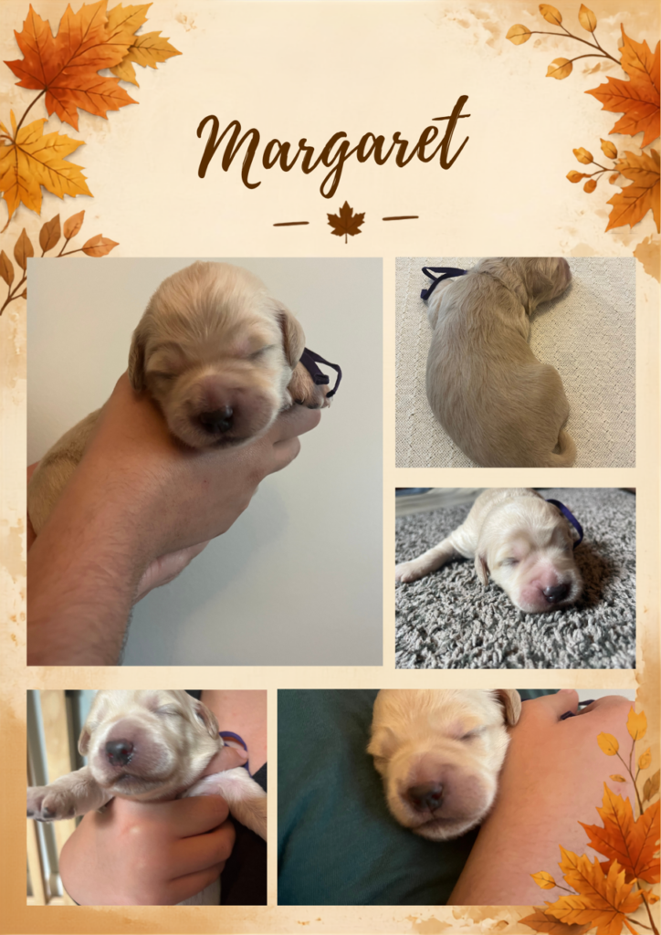 Fall-themed individual photo collage for newborn mini English Cream Goldendoodle puppy Margaret, featuring five photos of her sleeping and being held at Land of Goshen Doodles in Southwest Ohio.