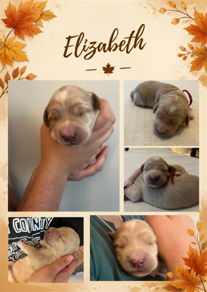 Fall-themed individual photo collage for newborn mini English Cream Goldendoodle puppy Elizabeth, featuring five photos of her sleeping and being held at Land of Goshen Doodles in Southwest Ohio.